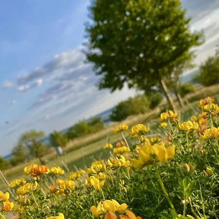 Happy * Cernay-les-Reims